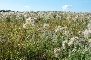 Uçan tohumlarla dolu bir tarlada solmuş devedikenleri.