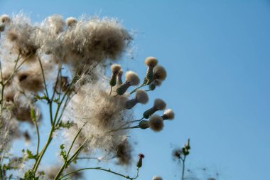 Wilted thistles in a field with lots of flying seeds clipart