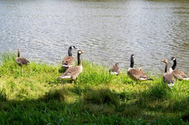 Birçok Kanada kazları (Branta canadensis) vahşi doğadaki yeşil çimlerde, bir nehrin kıyısında