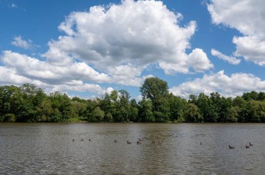 Birçok Kanada kazları (Branta canadensis) mavi gökyüzü ve bulutlarla nehir kıyısında yüzerler.