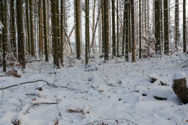 Ormandaki ağaçlar, karlı kış
