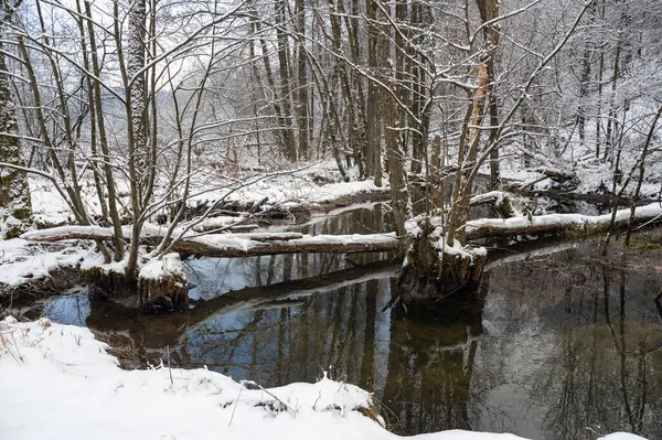 stock image Winter landscape on a small river with snow