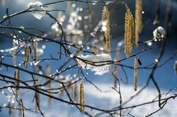 Kışın çiçekli Hazel çalısı (Corylus avellana) kışın güneş ışığıyla karla kaplıdır.