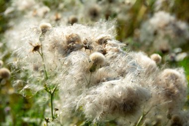 Uçan tohumlarla dolu bir tarlada solmuş devedikenleri.
