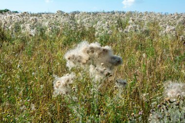 Wilted thistles in a field with lots of flying seeds clipart