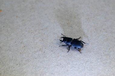 Bir kabuk böceği (Dorcus parallelipipedus), veranda fayanslarında bulunan cüce geyik böceği olarak da bilinir.