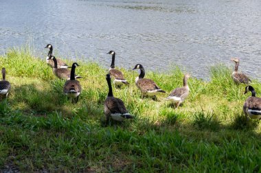 Birçok Kanada kazları (Branta canadensis) vahşi doğadaki yeşil çimlerde, bir nehrin kıyısında