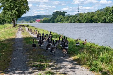 Bir sürü Kanada kazları (Branta canadensis) nehir kıyısına yakın toprak bir yolda yürüyorlar.