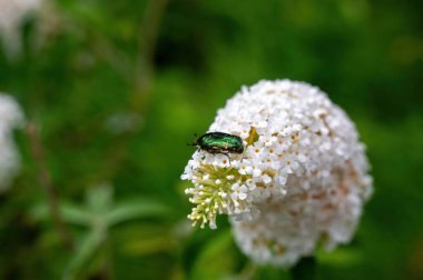 Green shimmering common rose beetle ( Cetonia aurata ) on white buddleia clipart