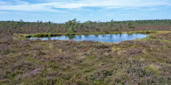 stock image Moor eyes in the black moor with broom heather in the high Rhoen, Bavaria, Germany