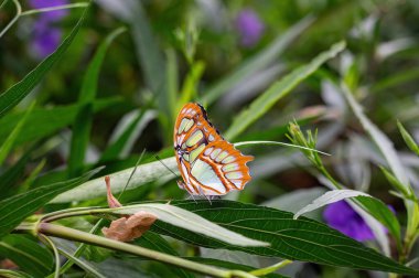 Yeşil bir yaprağın üzerinde Malachite Kelebeği (Siproeta stelenes)