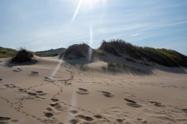 Hollanda 'nın Kuzey Denizi kıyısında kumsal çimleri ve güneşli kumul manzaraları