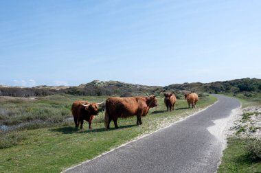 Scottish Highland cattle on a paved bicycle and hiking path in the dune hinterland, in a nature reserve near Egmond aan Zee in the Netherlands clipart