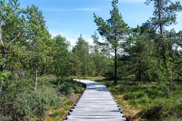 stock image Black moor in the Rhoen, Bavaria, Germany, in summer  with a new moor path and forest  in sunlight