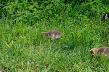 Kanada 'nın yavruları (Branta kanadensis) vahşi doğada yeşil çimlerde