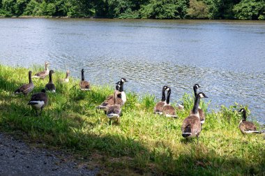Birçok Kanada kazları (Branta canadensis) vahşi doğadaki yeşil çimlerde, bir nehrin kıyısında