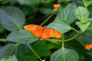 Dryas iulia Kelebeği yeşil doğada bir bitki üzerinde