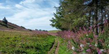 Çiçek açan willowhere (Epilobium angustifolium) bir çayırda, ağaçlı ve mavi gökyüzü olan bir patikanın yanında, yolun sonunda bir bank