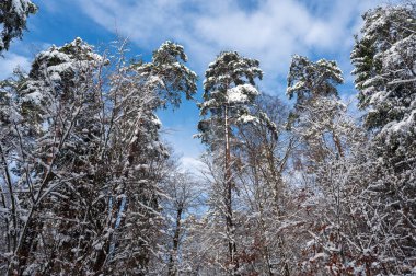 Kış zamanı mavi gökyüzü olan ormandaki ağaçlar karla kaplıydı.