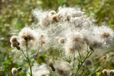 Uçan tohumlarla dolu bir tarlada solmuş devedikenleri.