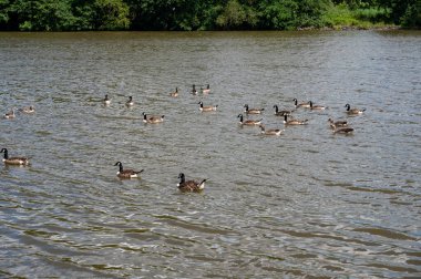 Birçok Kanada kazları (Branta canadensis) nehir kıyısı yakınında suda yüzerler.