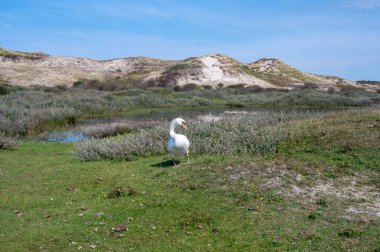 A white swan ( Cygnus ) stands in a dune landscape,  in a nature reserve near Egmond aan Zee in the Netherlands clipart