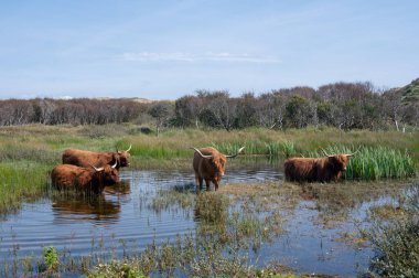 Hollanda 'da Egmond aan Zee yakınlarındaki bir doğa koruma alanında, kumsal iç kesimindeki küçük bir gölün kıyısındaki İskoç Highland sığırları su üzerinde duruyor.