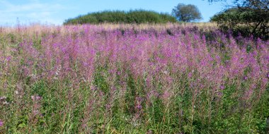 Yeşil bir çayırda çiçek açan willowhere (Epilobium angustifolium)