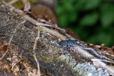 Bir ağaç kabuğu böceği (Dorcus parallelipipedus), doğada bir ağaç gövdesi yaprağı üzerindeki cüce geyik böceği olarak da bilinir.