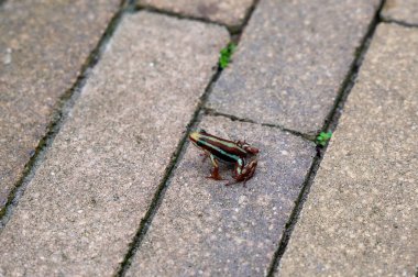 Anthony 'nin zehirli ok kurbağası (Epidobates anthonyi) kaldırımın kaldırım taşlarında oturur.