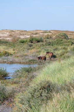 Konik vahşi atları ve Exmoor midillileri, Hollanda 'da Egmond aan Zee yakınlarındaki çalıların çoğalmasını engellemek için, doğal olarak kumulların idaresi için, bir doğa koruma alanında bir kumul arazisinde yaşarlar.