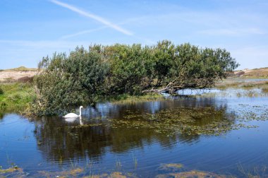 Hollanda 'da Egmond aan Zee yakınlarındaki bir doğa koruma alanında, bir kuğu (Cygnus) suda yüzer.