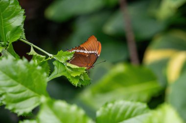 Smokey butterfly Siproeta epaphus on a green leaf in green nature clipart