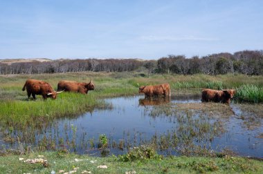 Hollanda 'da Egmond aan Zee yakınlarındaki bir doğa koruma alanında, kumlu iç kısımdaki küçük bir gölün kıyısındaki İskoç Highland sığırları su üzerinde ve içinde duruyor.