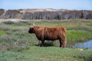 A Scottish highland cattle in the dune hinterland in a nature park near Egmond aan Zee in the Netherlands clipart