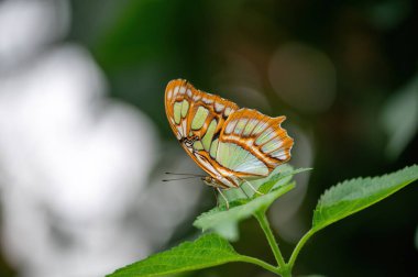 Yeşil bir yaprağın üzerinde Malachite Kelebeği (Siproeta stelenes)