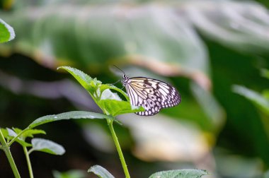Beyaz ağaç perisi (fikir lökosonisi) bir yaprak üzerinde