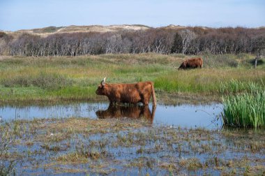 Hollanda 'da Egmond aan Zee yakınlarındaki bir doğa koruma alanında, kumlu iç kısımdaki küçük bir gölün kıyısındaki İskoç Highland sığırları su üzerinde ve içinde duruyor.