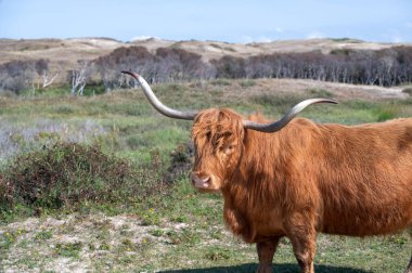 Hollanda 'daki Egmond aan Zee yakınlarındaki bir doğa koruma alanındaki kumul iç kesiminde bir İskoç İskoçya sığırı.