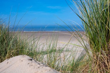 Hollanda 'daki Kuzey Denizi kıyısında deniz manzaralı bir kum tepeciğindeki marram otu.