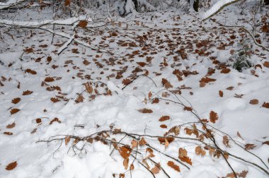 Birçok kahverengi sonbahar yaprakları beyaz karın üzerinde yatar.