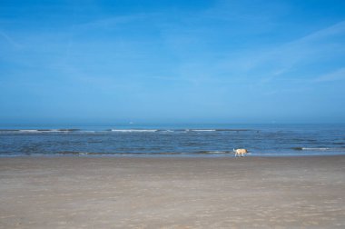 Denizde dalgalar ve kumsalda koşan bir köpek.