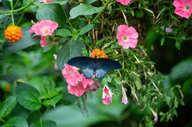 Great Mormon (Papilio memnon), a beautiful black butterfly on a flower clipart