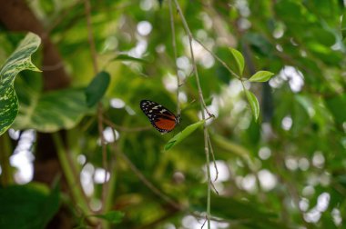 Yeşil bir yaprağın üzerinde Tutku Çiçeği Kelebeği (Heliconius hekale)