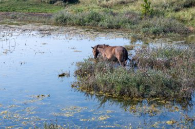 Konik vahşi atları ve Exmoor midillileri, Hollanda 'da Egmond aan Zee yakınlarındaki çalıların çoğalmasını engellemek için, doğal olarak kumulların idaresi için, bir doğa koruma alanında bir kumul arazisinde yaşarlar.