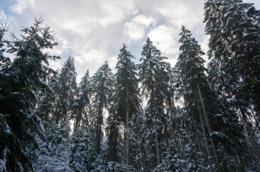 Kışın mavi gökyüzü olan bir ormanda kar köknar ağaçlarını kapladı.