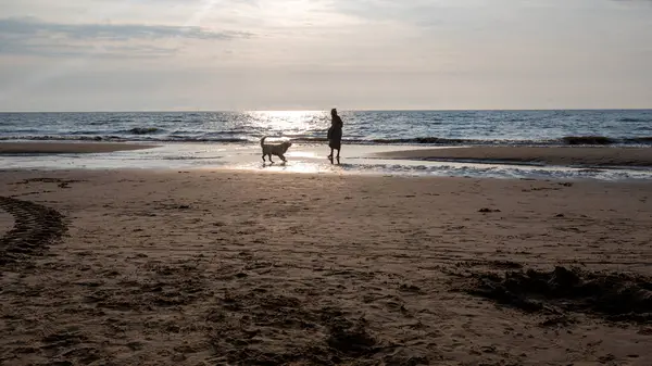 Kumsalda deniz dalgaları, sahibinden bir köpek gün batımında kumsalda oynuyor.