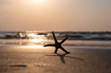 Gün batımında okyanus dalgalarının önündeki kumsalda bir deniz yıldızı.