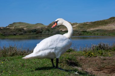 Hollanda 'da Egmond aan Zee yakınlarındaki bir doğa koruma alanında küçük bir gölün kıyısında beyaz bir kuğu (Cygnus) bulunur.