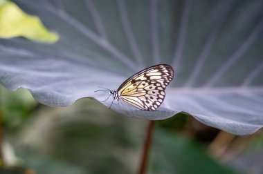 White tree nymph (Idea leuconoe) on a leaf clipart